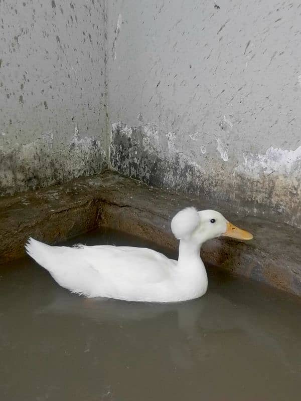 Crested Duck Young Male 1