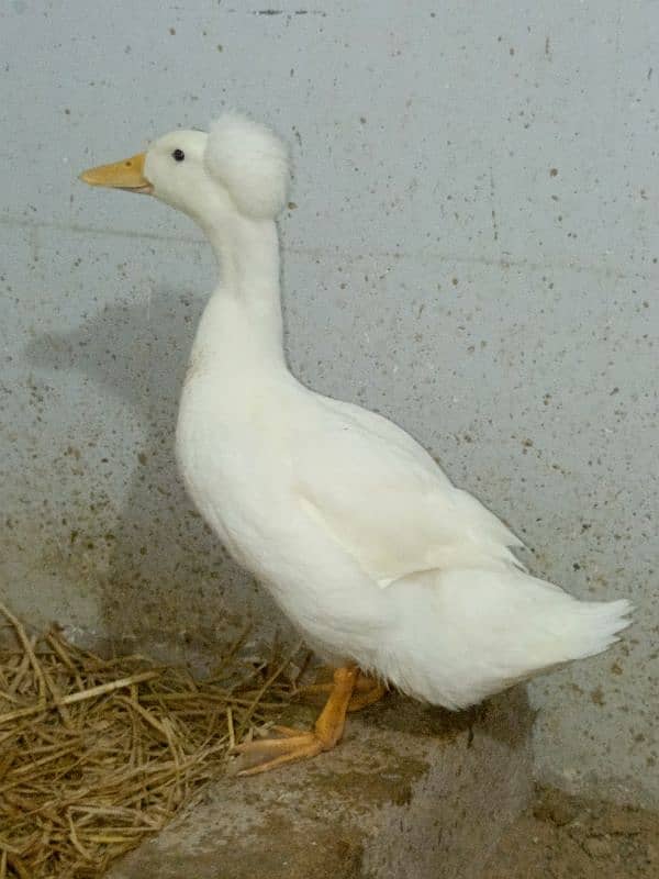 Crested Duck Young Male 2