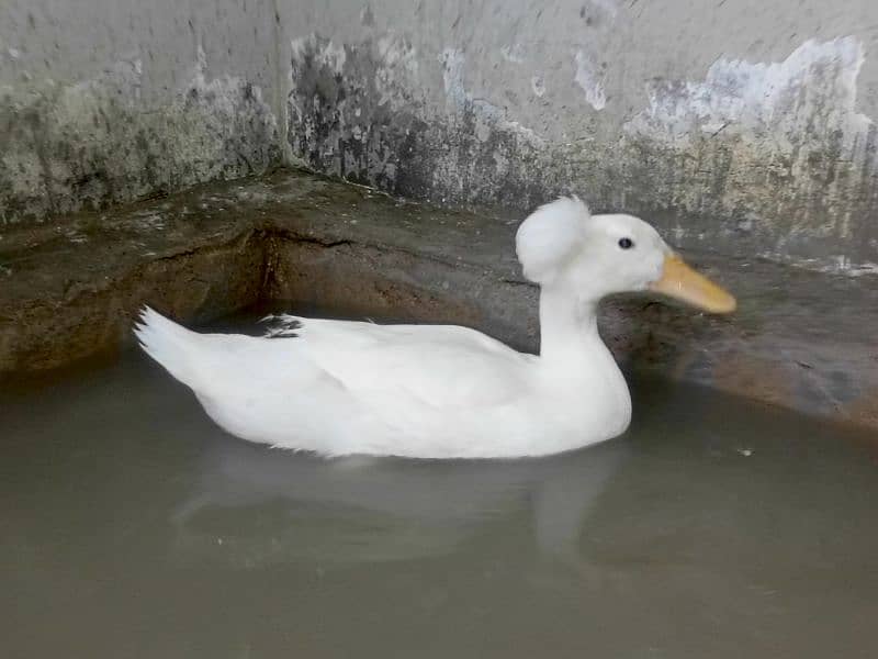 Crested Duck Young Male 3