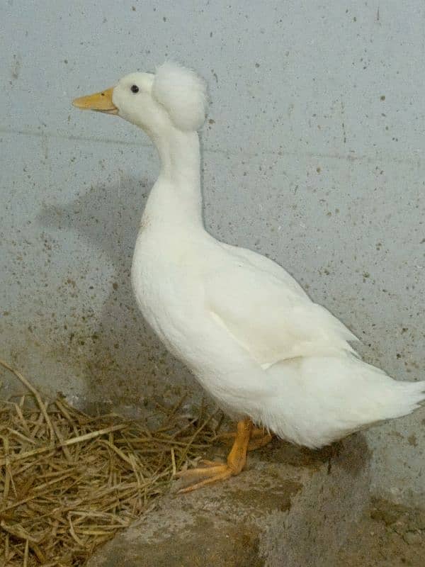 Crested Duck Young Male 4