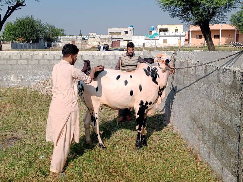 دیسی فتح جھنگی نسل بیل، داند  pure Fateh jhang desi vehra 1