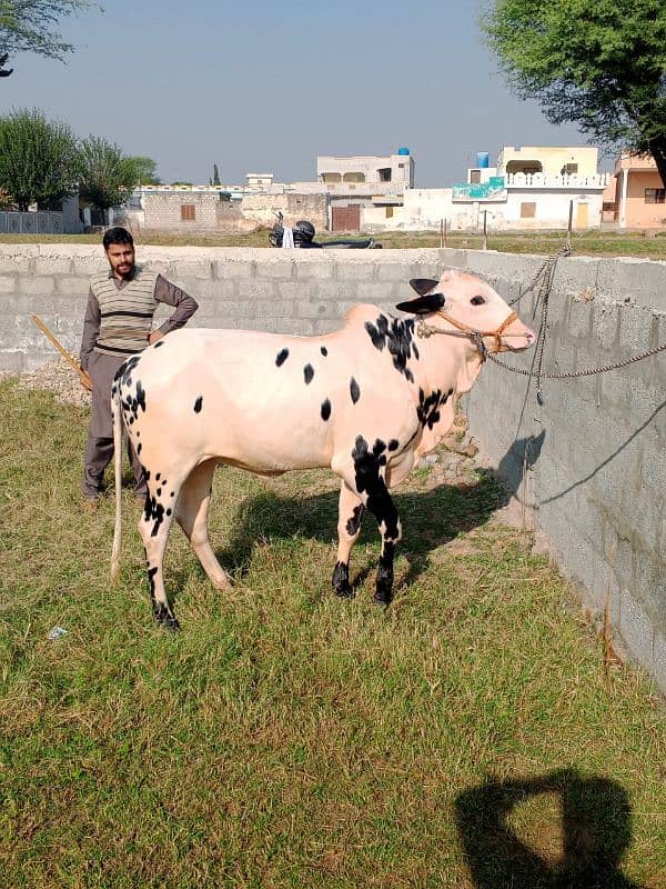 دیسی فتح جھنگی نسل بیل، داند  pure Fateh jhang desi vehra 2