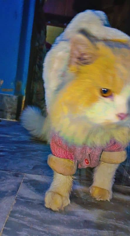 Persian male cat for sale 1