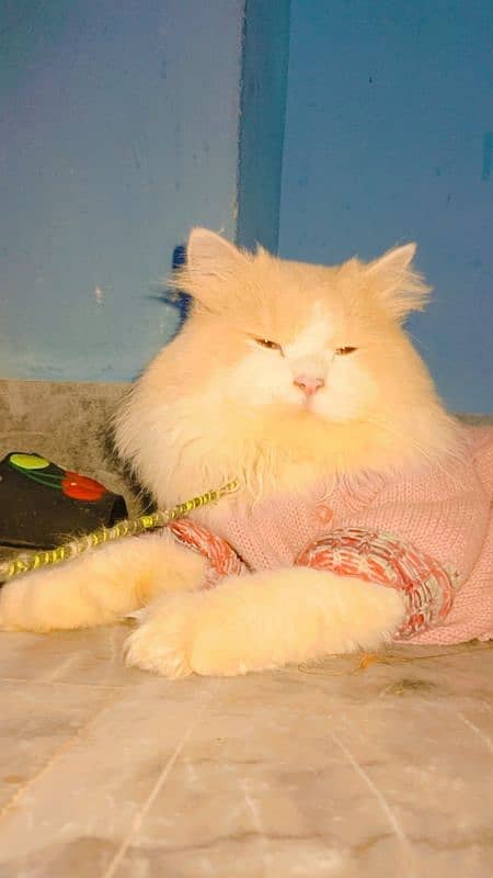 Persian male cat for sale 3