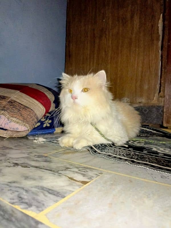 Persian male cat for sale 5