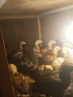 aseel chicks for sale 03135283850