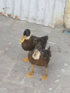 2 ducks for sale