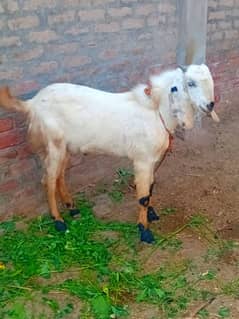 bakra for sale. . . . بکرا برائے فروخت