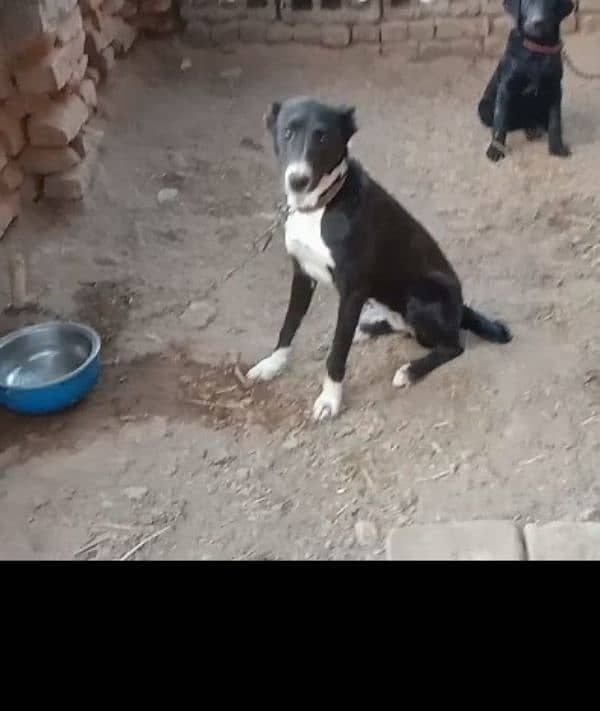 afghan kuchi cross female for sale 1