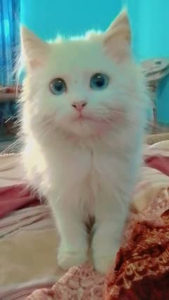 Urgent sel(Pair)white Blue Eyes Persian Cat and second orange Persian