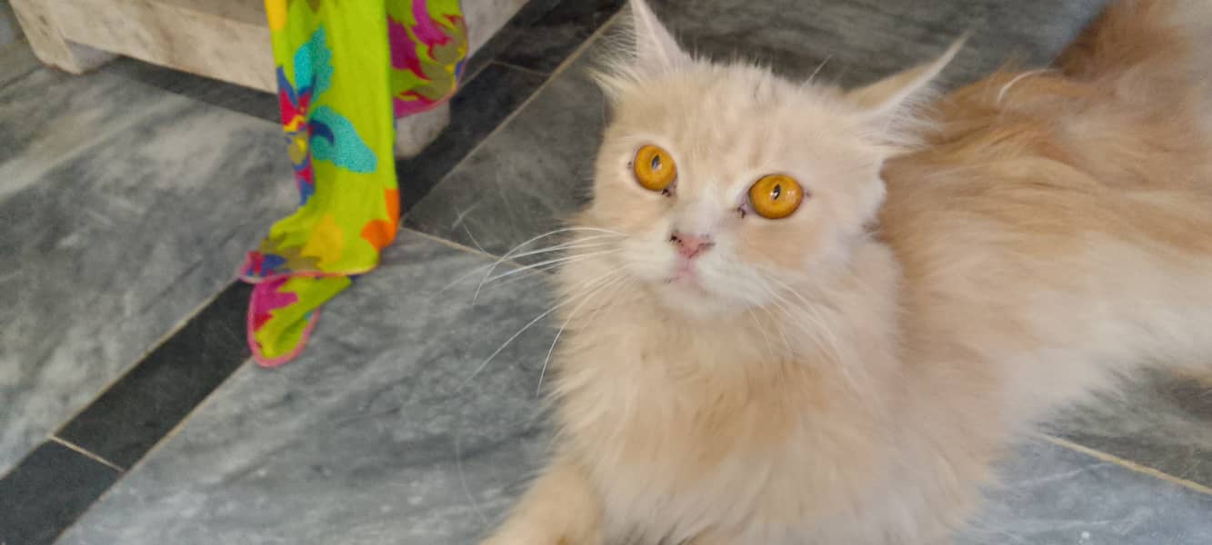 Urgent sel(Pair)white Blue Eyes Persian Cat and second orange Persian 1