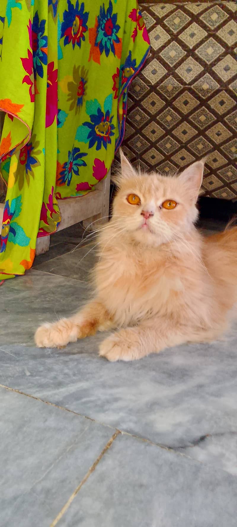 Urgent sel(Pair)white Blue Eyes Persian Cat and second orange Persian 2