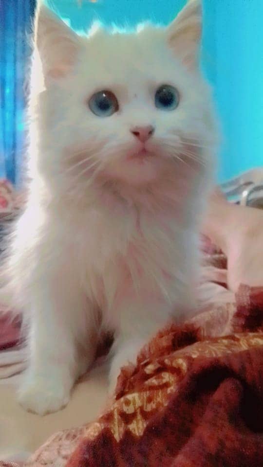 Urgent sel(Pair)white Blue Eyes Persian Cat and second orange Persian 3