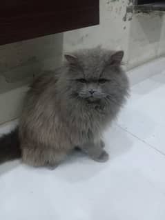 Persian male cat available for sale