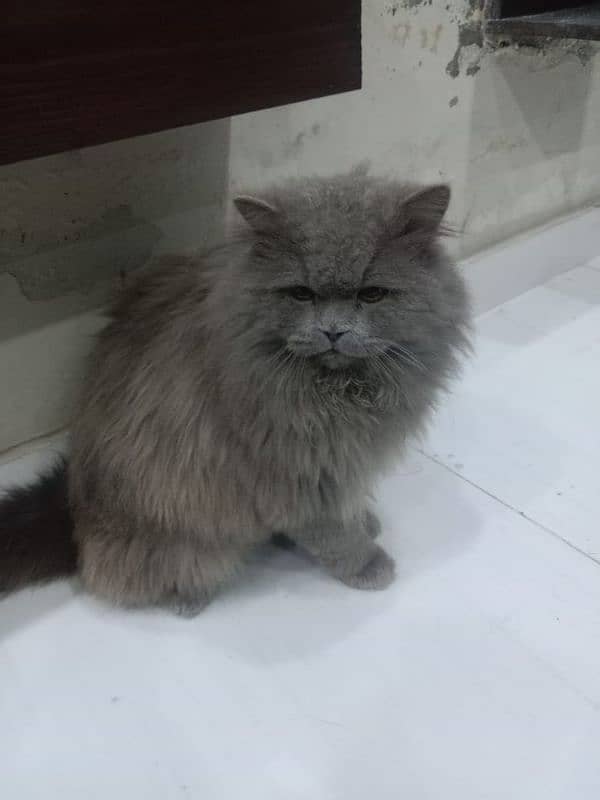 Persian male cat available for sale 0