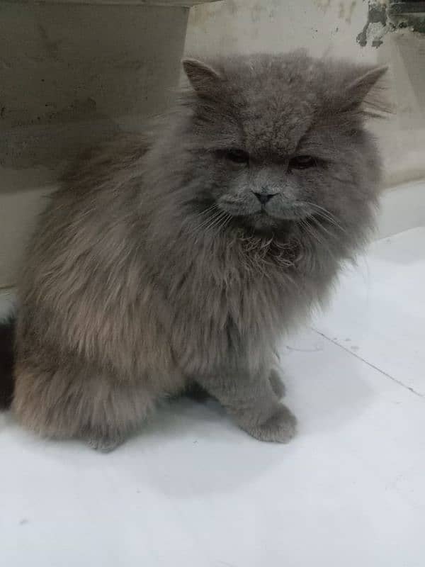 Persian male cat available for sale 1