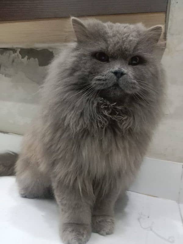 Persian male cat available for sale 2