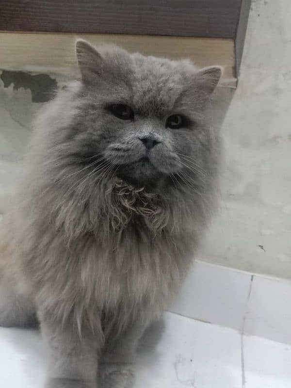 Persian male cat available for sale 3