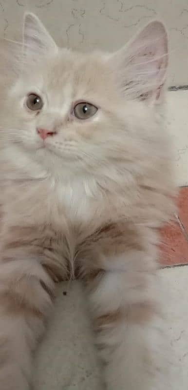 three brown colours cats Persian baby kitten 1