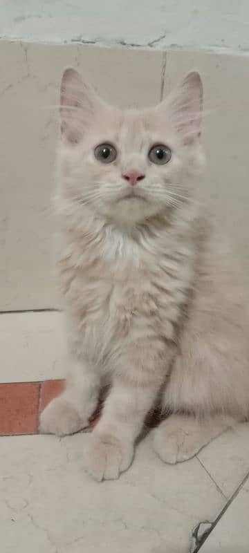 three brown colours cats Persian baby kitten 2