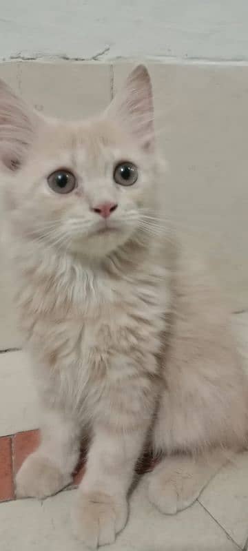 three brown colours cats Persian baby kitten 3