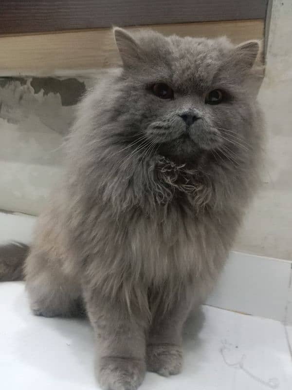 Persian male cat available for sale 1