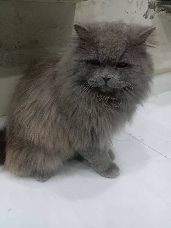 Persian male cat available for sale 2