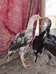 3 Aseel Heera male chicks 2.5 months age