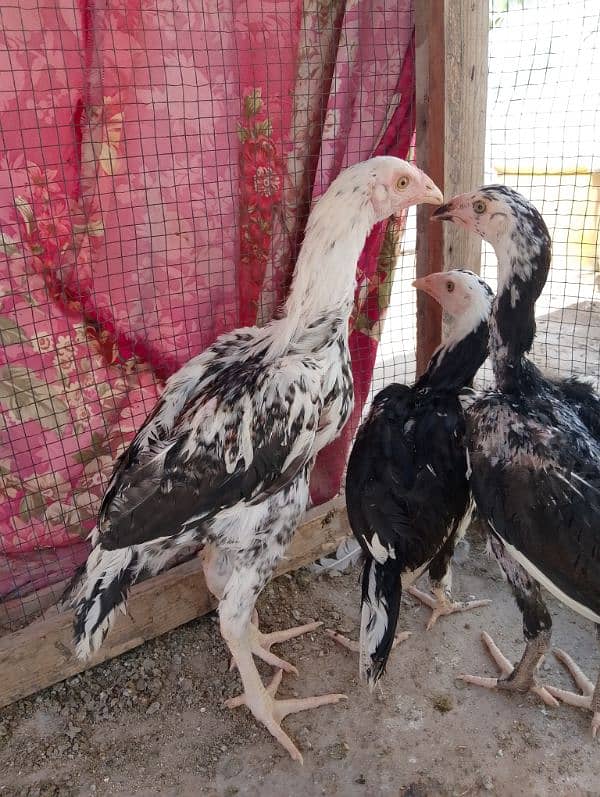 3 Aseel Heera male chicks 2.5 months age 0