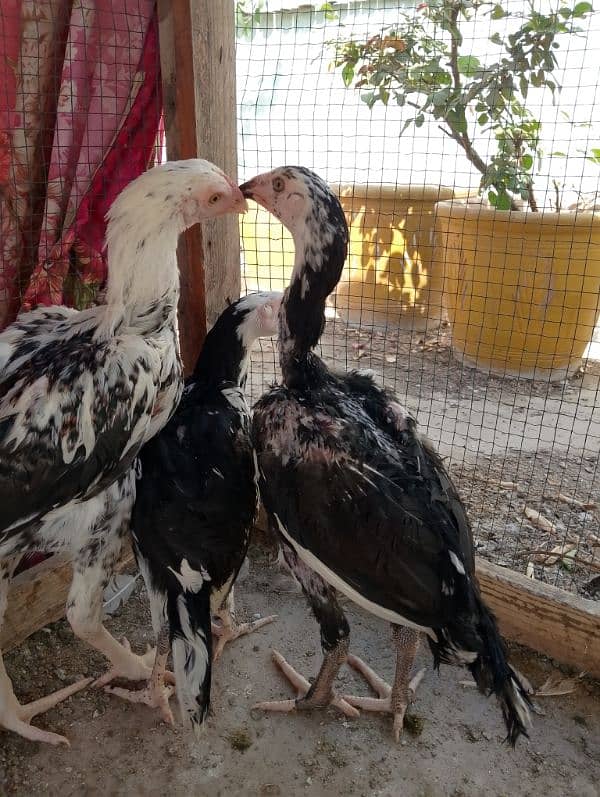 3 Aseel Heera male chicks 2.5 months age 1