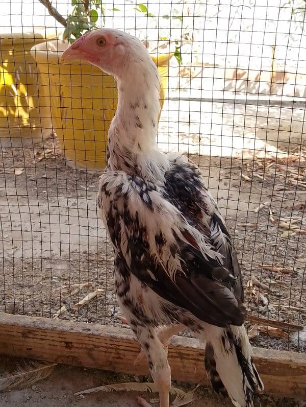 3 Aseel Heera male chicks 2.5 months age 2