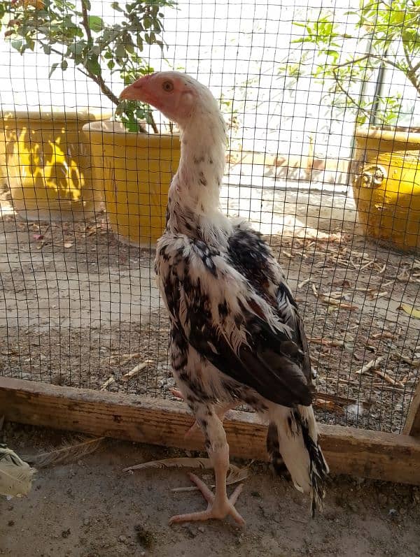 3 Aseel Heera male chicks 2.5 months age 3