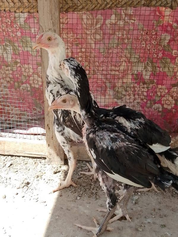 3 Aseel Heera male chicks 2.5 months age 4