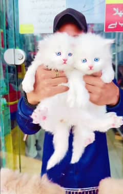 Cat| Persian| Blue eye| kitten| Punch face| 3 kot