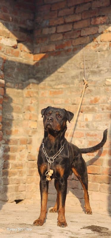 Very Big Size Rottweiler Male Full Trained 4