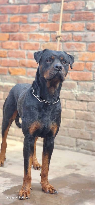 Very Big Size Rottweiler Male Full Trained 7