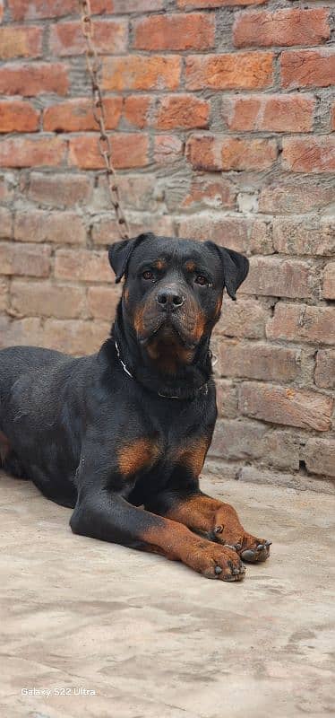 Very Big Size Rottweiler Male Full Trained 8