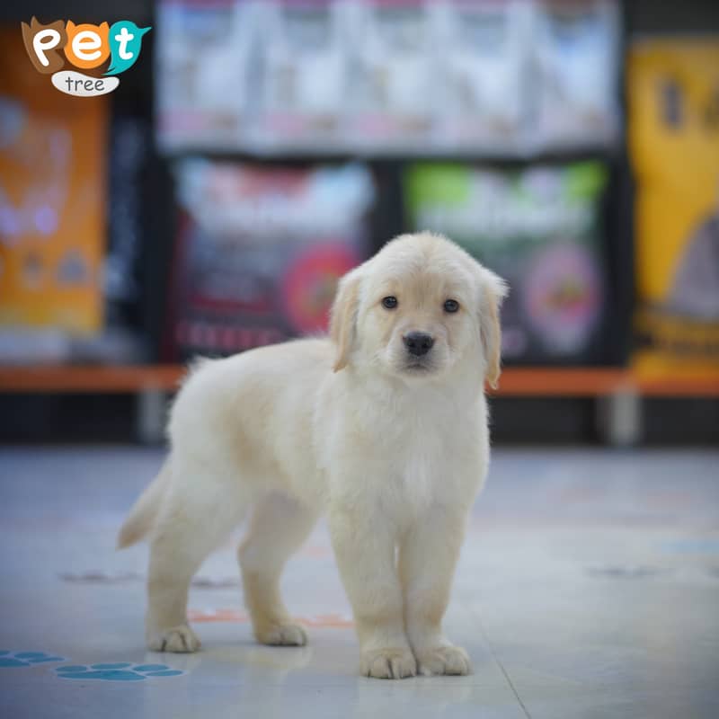 Golden Retriever Female Pedigree Puppies Available for Sale 5