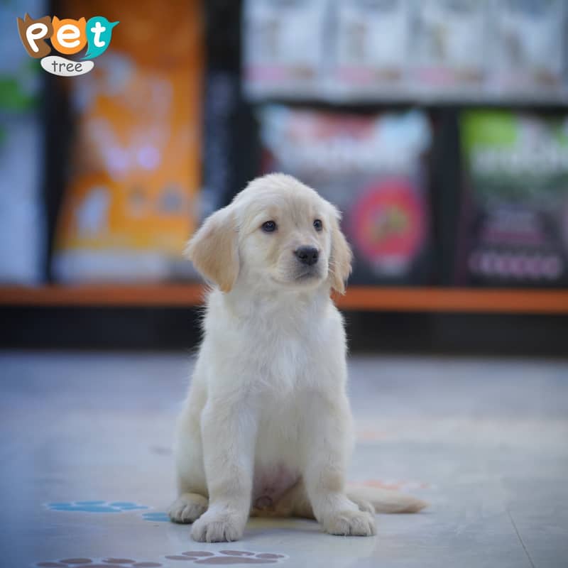 Golden Retriever Female Pedigree Puppies Available for Sale 2