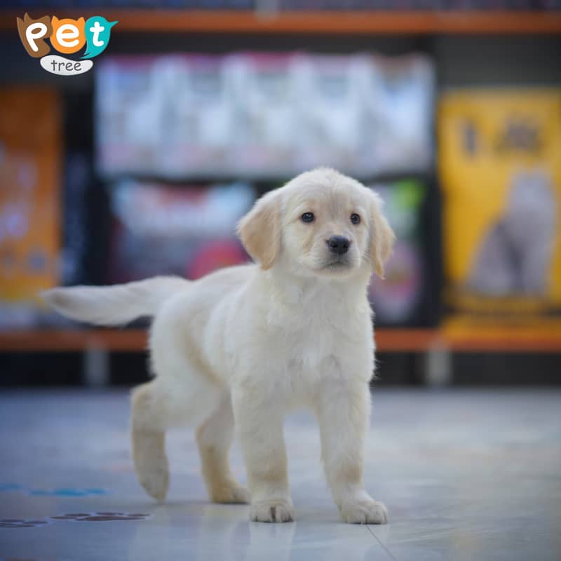 Golden Retriever Female Pedigree Puppies Available for Sale 3