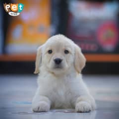 Golden Retriever Female Puppies Available for Sale