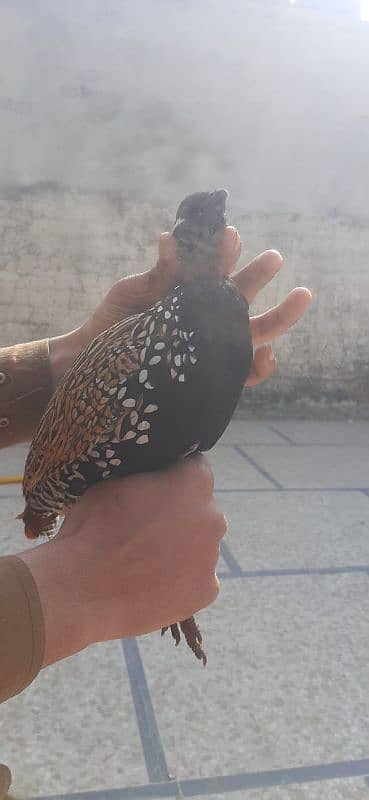 healdy bird for sale black teetar mobile number only watsapp 1