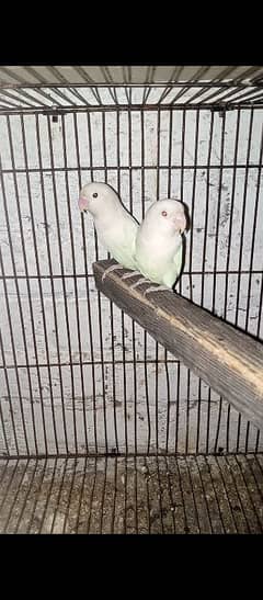 Albino Red eye x Red/split 100% Breeder Pair