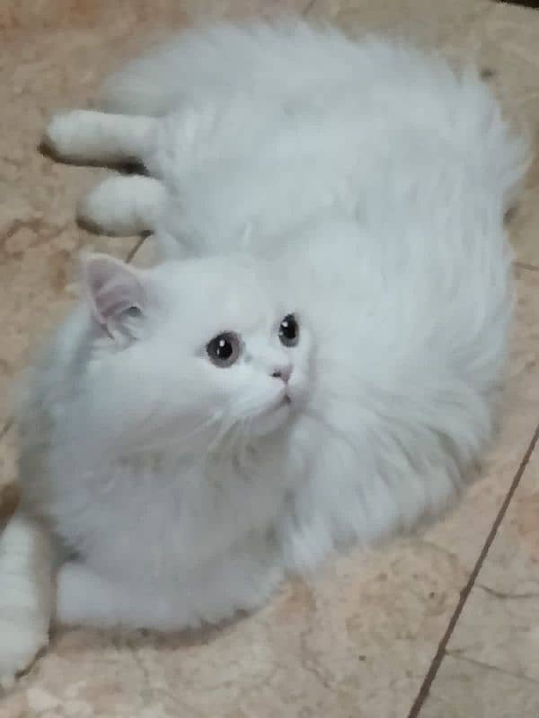 Persian cat triple coated semi punch face 0