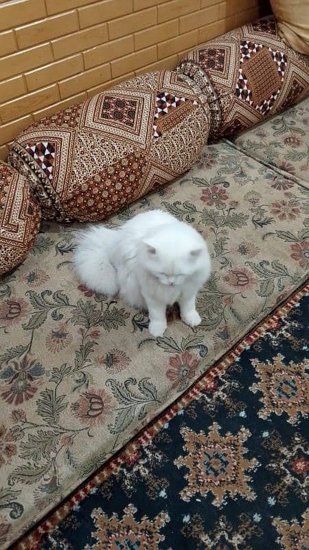 Persian cat triple coated semi punch face 1