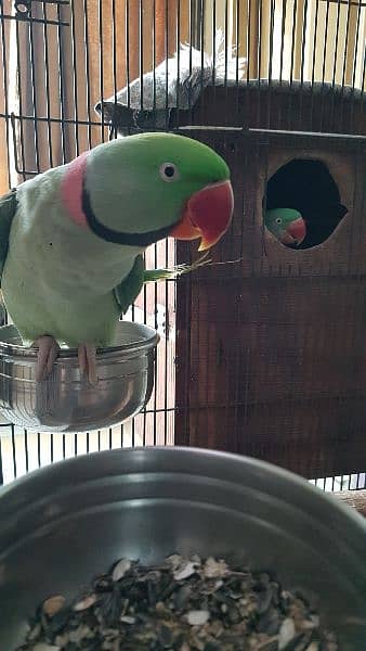 RAW parrot pair for sale age: 5 years 2