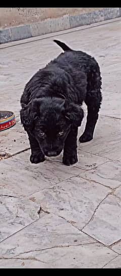 Labrador puppy