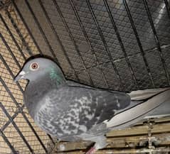 qasid Homer pigeon in good quality