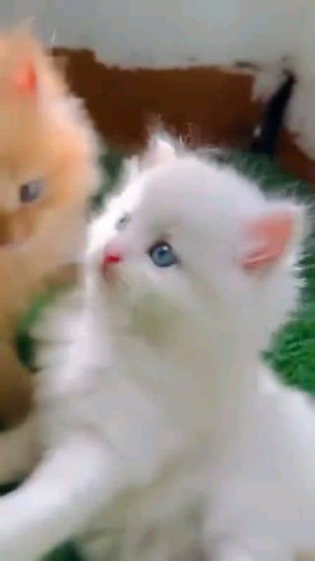 Persian cat My WhatsApp number 03304246398 for sale 1