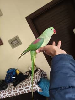 Raw parrot female